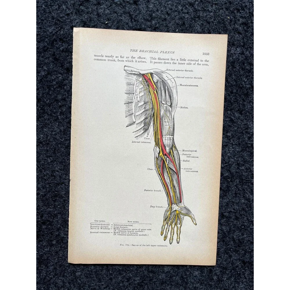Original 1913 Anatomy Pages of Human Body, Anatomy Physiology Textbook Gifts, T